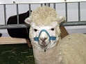 Heimtiermesse 2009   095